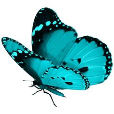 9499f6d8979499ea4a5e5942155915b6--butterfly-background-tattoo-ideas